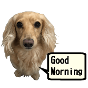 [Live-action 16 set] Dachshund[Photo]