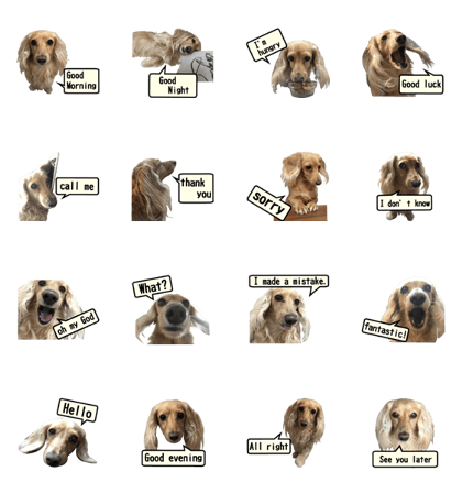 [Live-action 16 set] Dachshund[Photo]