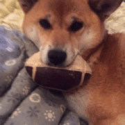 SHIBAINU RINKU