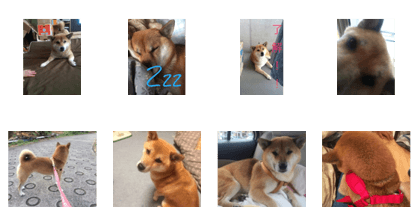 SHIBAINU RINKU