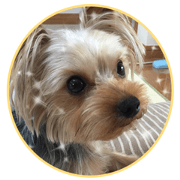 Yorkshire terrierSticker