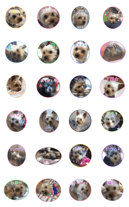 Yorkshire terrierSticker
