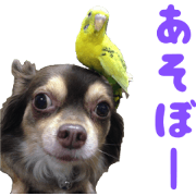 The dog everyone likes very much