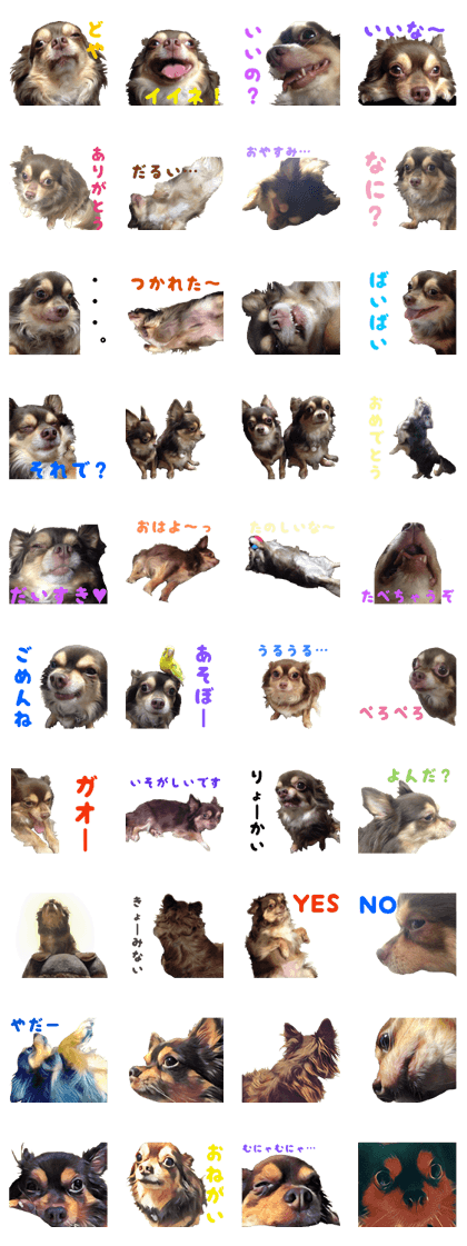 The dog everyone likes very much