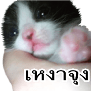 Picture of the kitten 5 Thai version