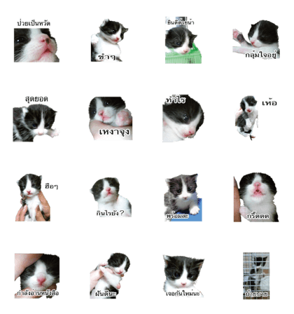 Picture of the kitten 5 Thai version