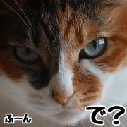 White & Calico cat photo sticker