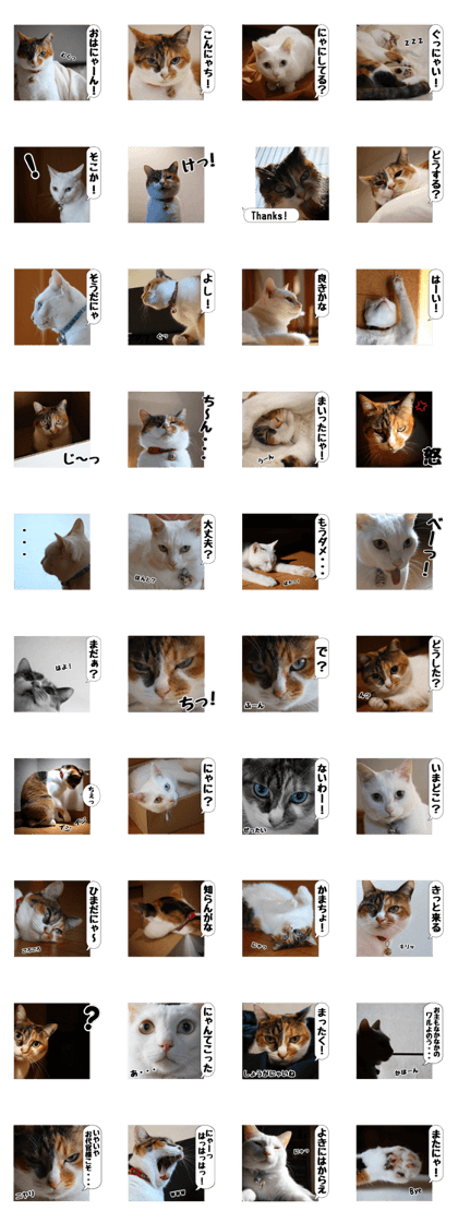 White & Calico cat photo sticker