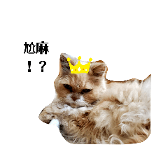 貓咪的日常  (/^▽^)/