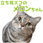Scottish hold "melon-chan"