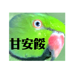 綠色ㄟ鸚鵡3-1