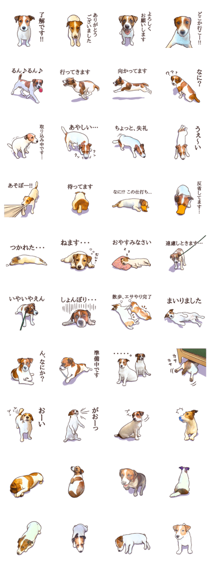 A lot of Jack Russell Terrier 3