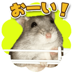 Djungarian hamster -Hamuta- Photo ver.1