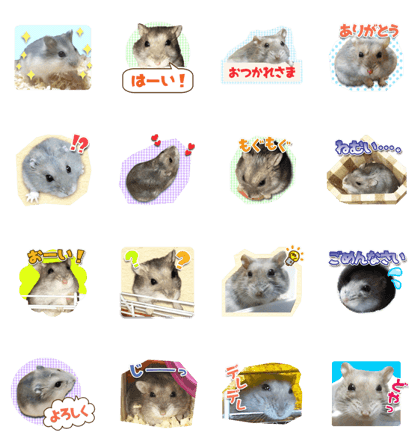 Djungarian hamster -Hamuta- Photo ver.1