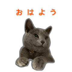 Good Lookinq Cat Everyday