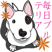 Daily Bull terrier