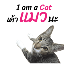 Meow! I am a Cat