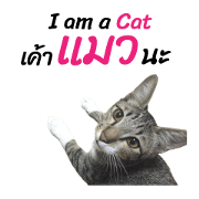 Meow! I am a Cat