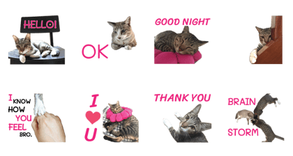 Meow! I am a Cat