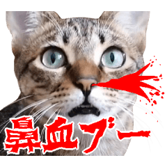 ダジャレ＋死語のデカ文字猫スタンプ2