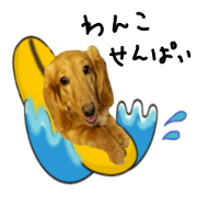 wanko senpai