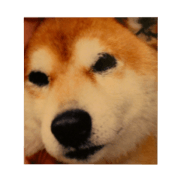 Japanese dog SHIBASHIBA