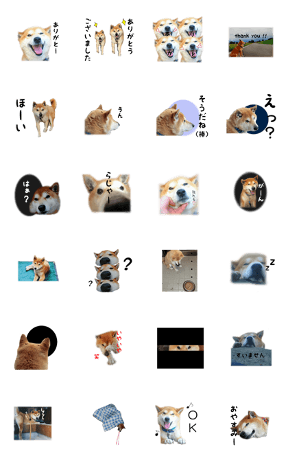 Japanese dog SHIBASHIBA