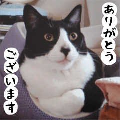 日本猫 銀ちゃんピーちゃん写真バージョン1
