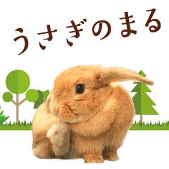 Rabbit of maru