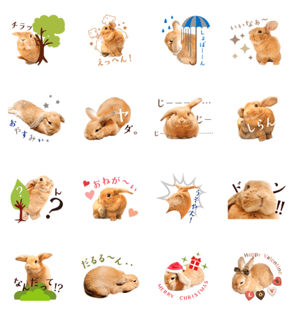 Rabbit of maru