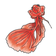Tropical fish of cure