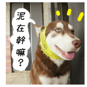 Husky life cute sticker.