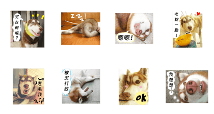 Husky life cute sticker.