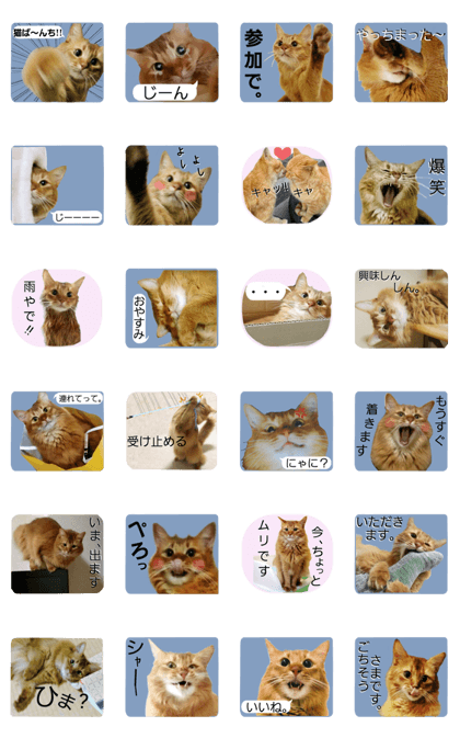Cat sticker Somali
