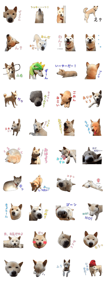 SHIRO-SHIBA