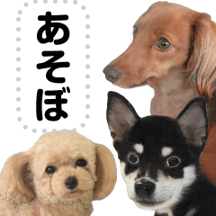 Various kinds of cute dogs