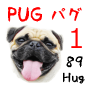 [Photo] PUG dog part.1 Mr. BACCHUS