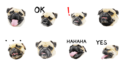 [Photo] PUG dog part.1 Mr. BACCHUS