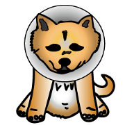 Shiba with a collar