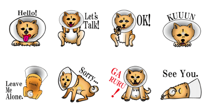 Shiba with a collar
