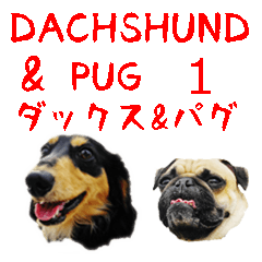 [Photo] DACHSHUND and PUG dog 1
