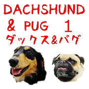 [Photo] DACHSHUND and PUG dog mix part.1