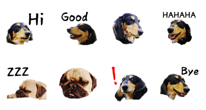 [Photo] DACHSHUND and PUG dog mix part.1