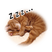 Maru-chan and cat. (Pictures of cats)