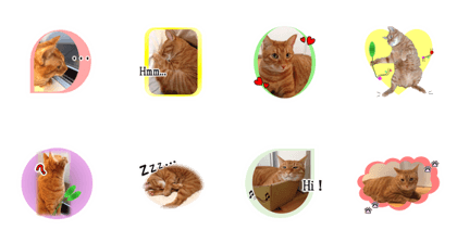Maru-chan and cat. (Pictures of cats)