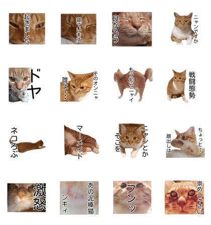 Cute cat sticker!!!!!!!!