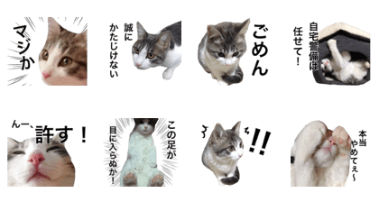 the sticker of the cute cat