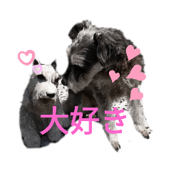 Miniature schnauzer daily life