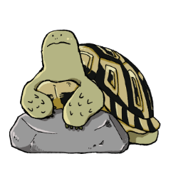 I am tortoise