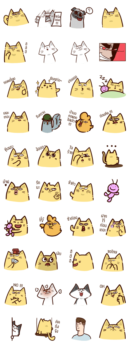 CAPO the Crazy cat